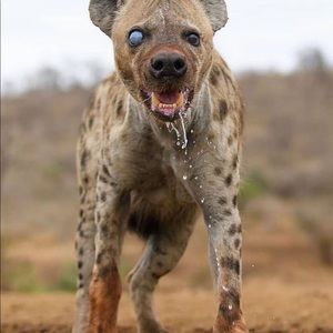 Meet your Posher, Alvin